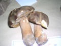 BOLETUS EDULIS